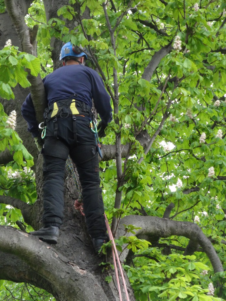Lumberjack to take down chestnut tree and leave 4m stump for sculpture.
